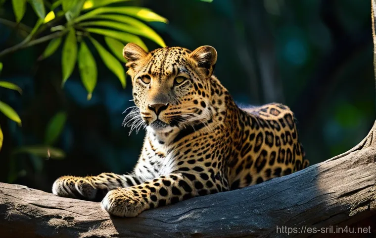 스리랑카 국립공원 야라 - **A majestic Sri Lankan leopard (Panthera pardus kotiya)**, with its distinctive rosettes, gracefull...
